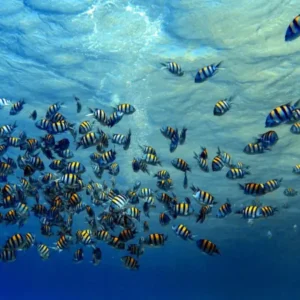Duschrückwand-Fische im klarem Meer