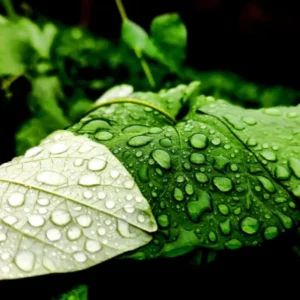 Duschrückwand-Wassertropfen auf einem Blatt