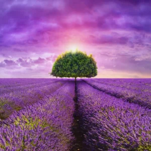 Küchenrückwand-Baum im schönen lavendel Feld