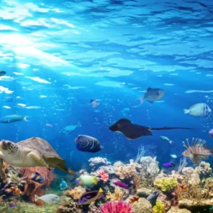 Küchenrückwand-Vielfältige Unterwasserwelt