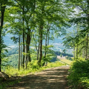 Küchenrückwand-Waldweg Beskiden Polen