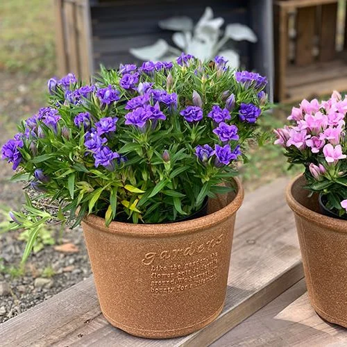 Japanischer Blumentopf, groß, rund – mehrere Größen und Farben